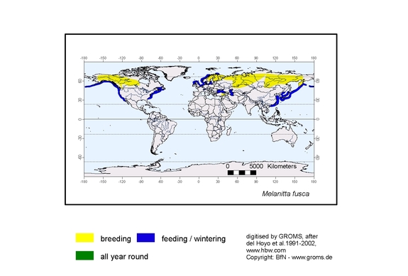 Verbreitungskarte von Melanitta fusca