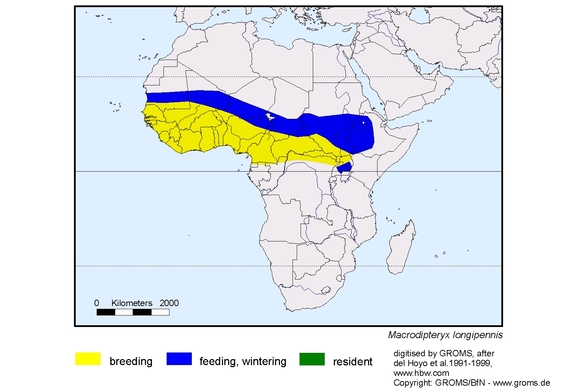 Verbreitungskarte von Macrodipteryx longipennis