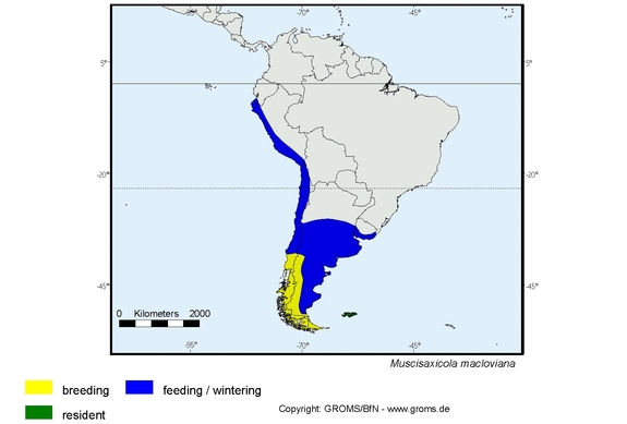 Verbreitungskarte von Muscisaxicola macloviana