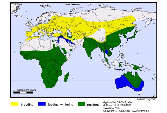 Verbreitungskarte von Milvus migrans