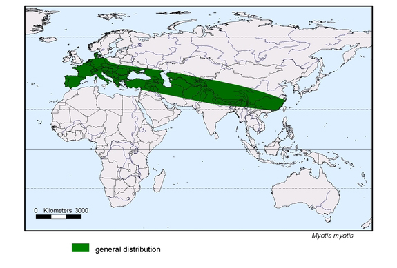 Verbreitungskarte von Myotis myotis