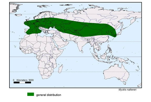 Verbreitungskarte von Myotis nattereri
