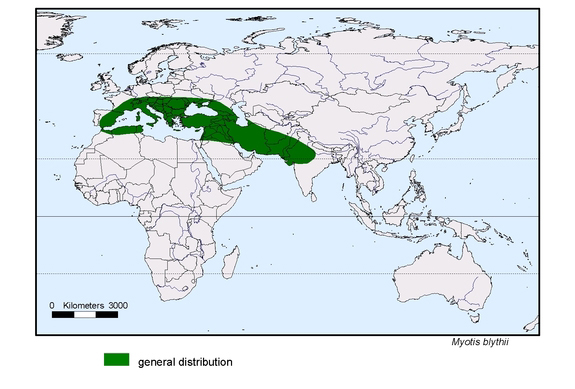 Verbreitungskarte von Myotis blythii