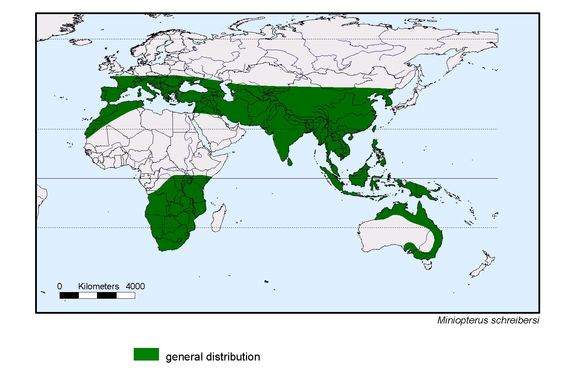 Verbreitungskarte von Miniopterus schreibersi