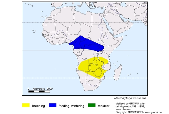 Verbreitungskarte von Macrodipteryx vexillarius