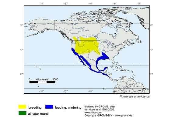 Verbreitungskarte von Numenius americanus