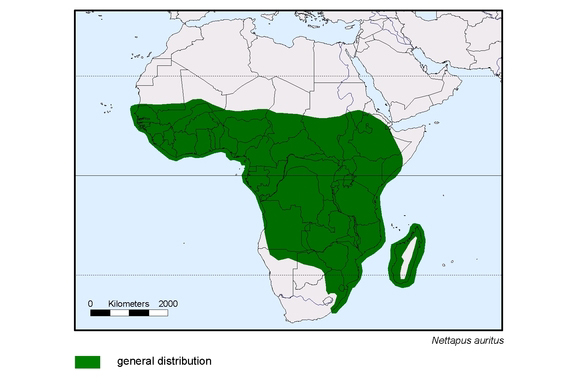 Verbreitungskarte von Nettapus auritus
