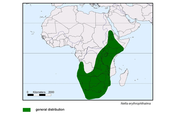 Verbreitungskarte von Netta erythrophthalma