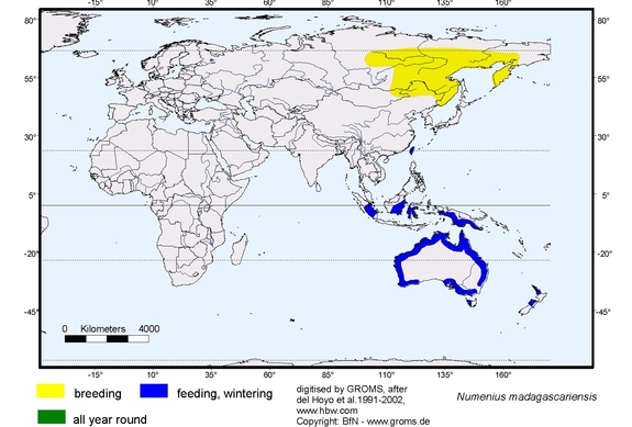 Verbreitungskarte von Numenius madagascariensis