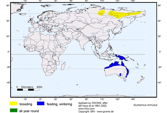 Verbreitungskarte von Numenius minutus