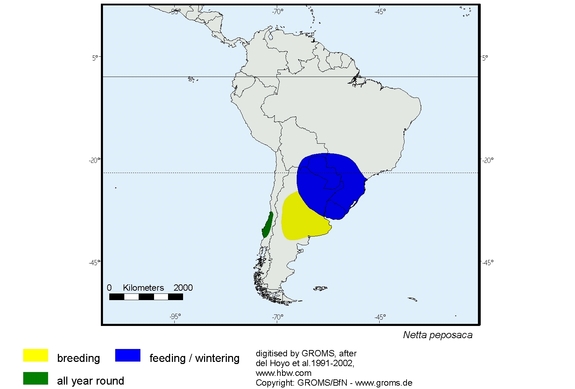 Verbreitungskarte von Netta peposaca