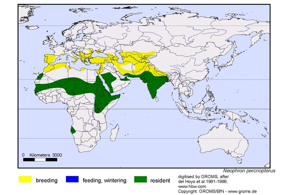 Verbreitungskarte von Neophron percnopterus