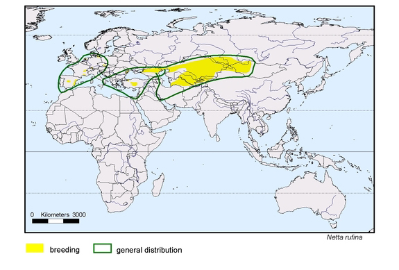 Verbreitungskarte von Netta rufina