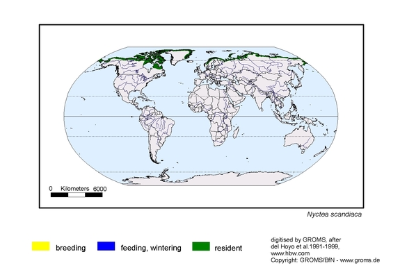Verbreitungskarte von Nyctea scandiaca