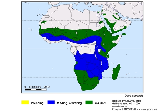 Verbreitungskarte von Oena capensis