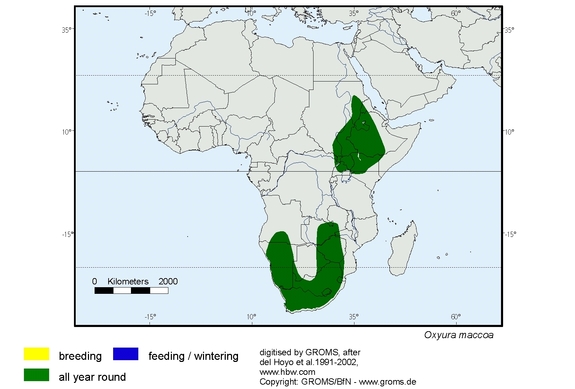 Verbreitungskarte von Oxyura maccoa