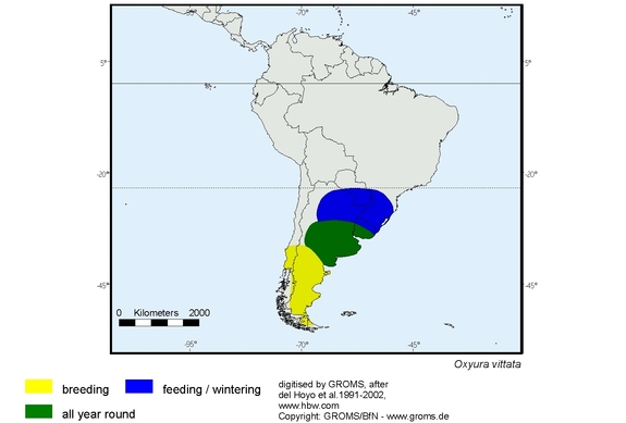 Verbreitungskarte von Oxyura vittata