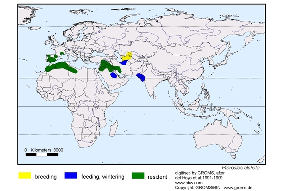 Verbreitungskarte von Pterocles alchata