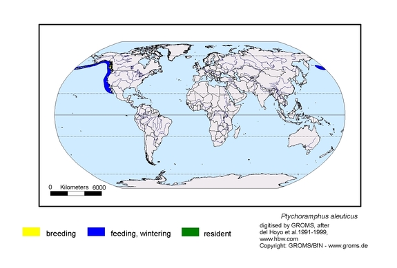 Verbreitungskarte von Ptychoramphus aleuticus