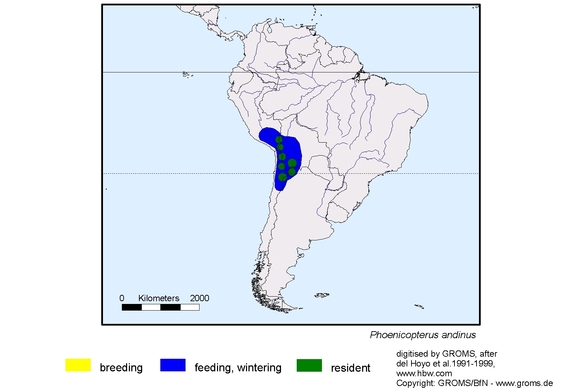 Verbreitungskarte von Phoenicopterus andinus