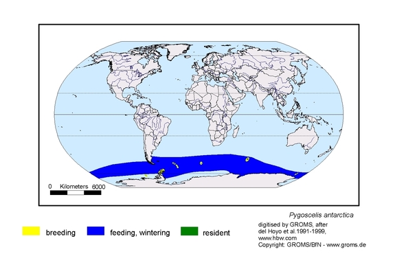 Verbreitungskarte von Pygoscelis antarctica