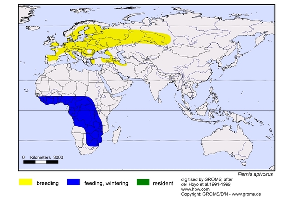 Verbreitungskarte von Pernis apivorus