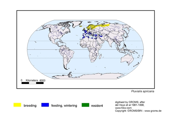 Verbreitungskarte von Pluvialis apricaria