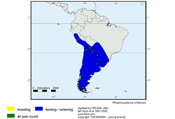 Verbreitungskarte von Phoenicopterus chilensis