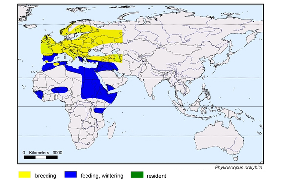 Verbreitungskarte von Phylloscopus collybita
