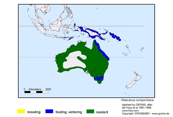 Verbreitungskarte von Pelecanus conspicillatus