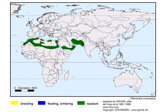 Verbreitungskarte von Pterocles coronatus