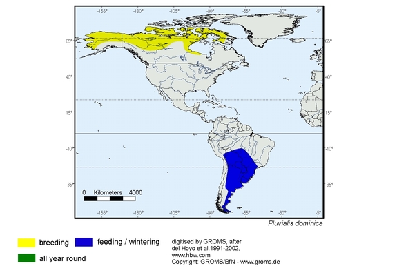 Verbreitungskarte von Pluvialis dominica