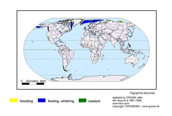 Verbreitungskarte von Pagophila eburnea
