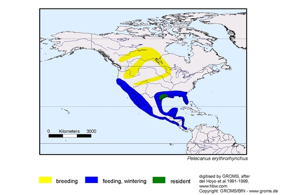 Verbreitungskarte von Pelecanus erythrorhynchos