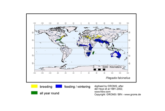 Verbreitungskarte von Plegadis falcinellus