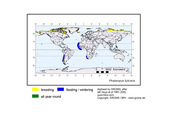 Verbreitungskarte von Phalaropus fulicaria