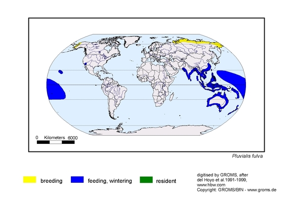 Verbreitungskarte von Pluvialis fulva