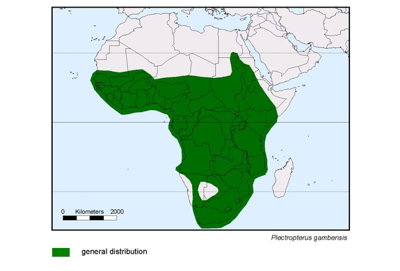 Verbreitungskarte von Plectropterus gambensis
