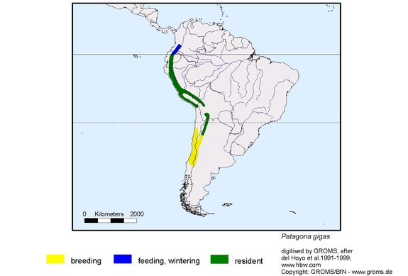 Verbreitungskarte von Patagona gigas