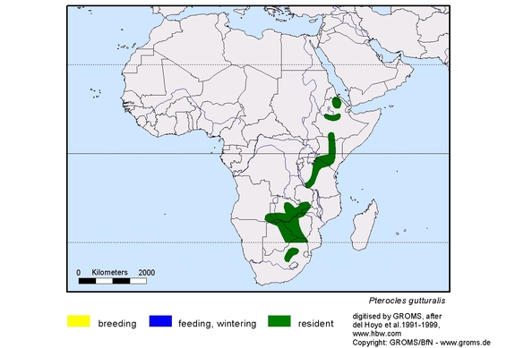 Verbreitungskarte von Pterocles gutturalis