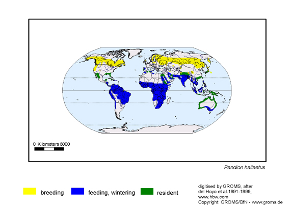 Verbreitungskarte von Pandion haliaetus