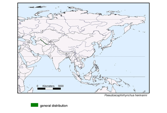Verbreitungskarte von Pseudoscaphirhynchus hermanni