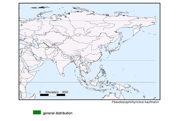 Verbreitungskarte von Pseudoscaphirhynchus kaufmanni