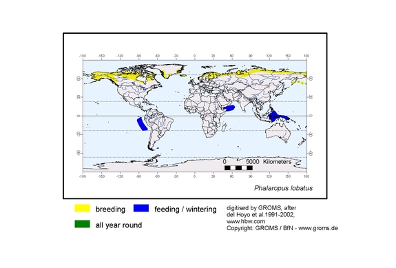 Verbreitungskarte von Phalaropus lobatus