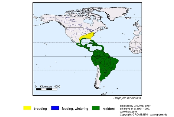 Verbreitungskarte von Porphyrio martinicus