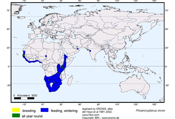 Verbreitungskarte von Phoenicopterus minor