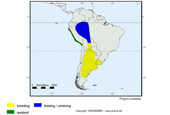 Verbreitungskarte von Progne modesta