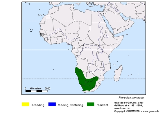 Verbreitungskarte von Pterocles namaqua