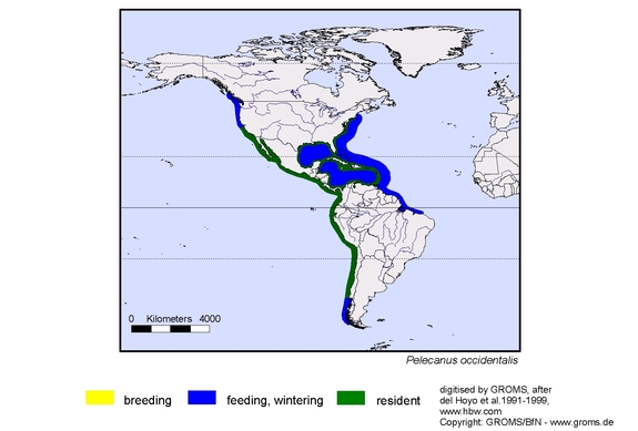 Verbreitungskarte von Pelecanus occidentalis