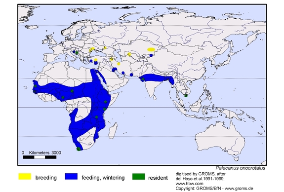 Verbreitungskarte von Pelecanus onocrotalus